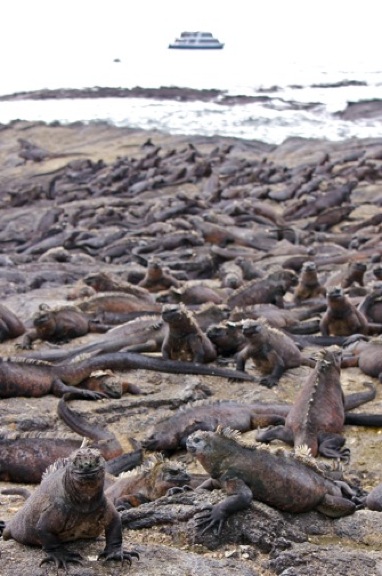 galapagos iguanas2 GALAPAGOS ISLANDS DAY 2  Photo Gallery